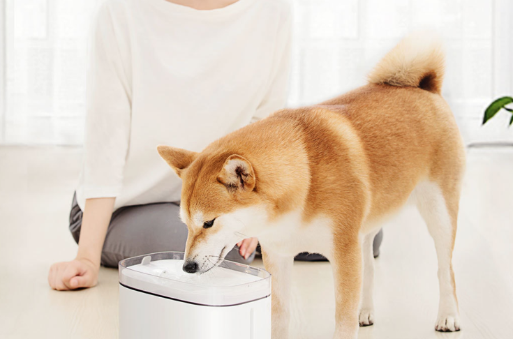 Da Xiaomi Youpin ecco il dispenser d’acqua per animali dal prezzo democratico