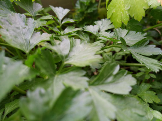 Recensione Asus ZenFone Max Plus, lo smartphone super-economico