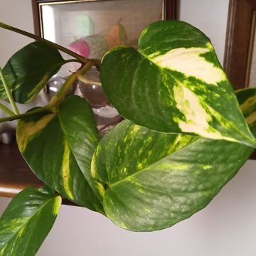 Recensione Elephone A5, quando tre camere sono meglio di due