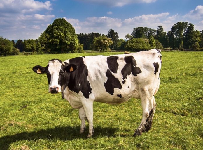 Il 5G arriva prima per le mucche connesse che per gli umani In Inghilterra