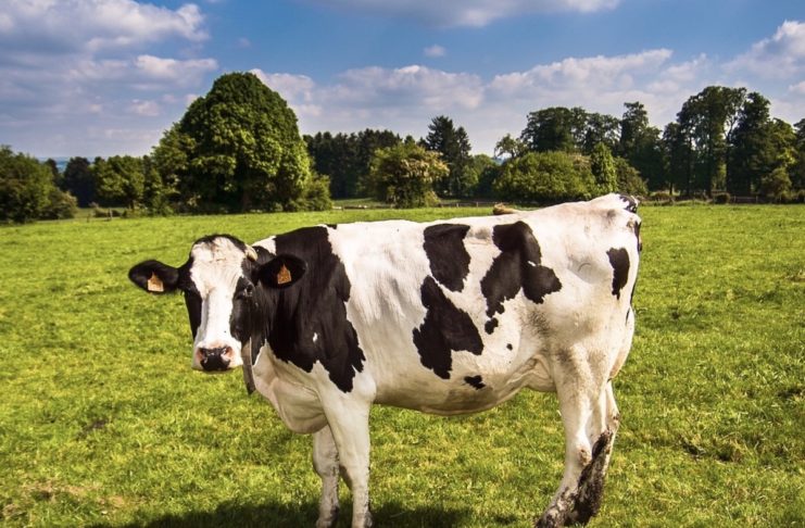 Il 5G arriva prima per le mucche connesse che per gli umani In Inghilterra