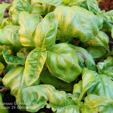 Recensione Lenovo S5 Pro, 6GB di RAM e quattro fotocamere ad un prezzo shock