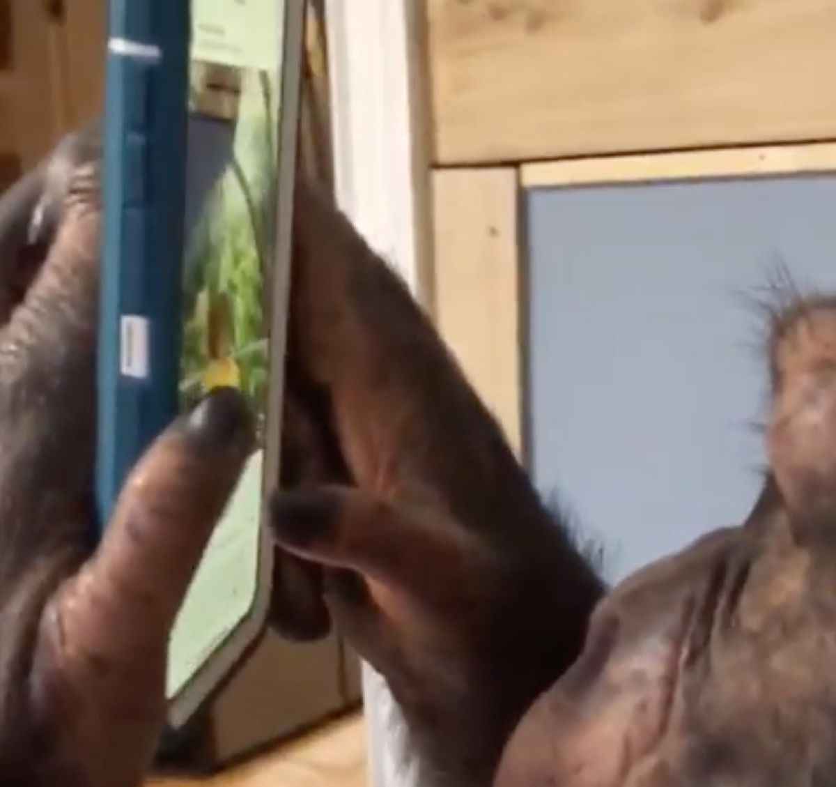 Scimpanzé usa Instagram come sai fare tu, il video è virale