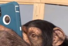 Scimpanzé usa Instagram come sai fare tu, il video è virale