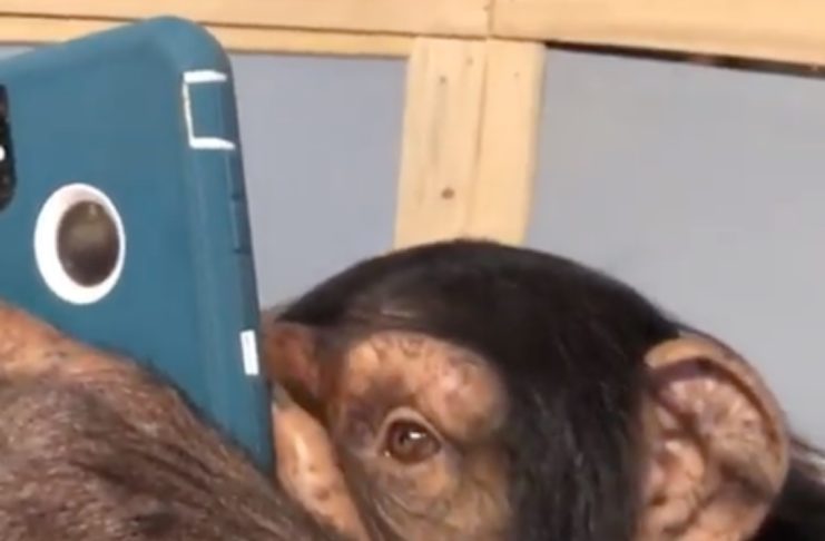 Scimpanzé usa Instagram come sai fare tu, il video è virale