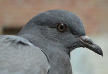 Piccione tedesco sorpreso dall’autovelox, la foto è virale