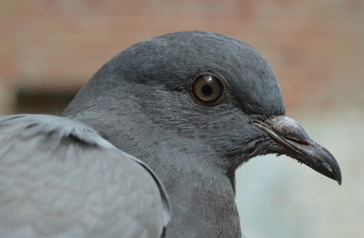 Piccione tedesco sorpreso dall’autovelox, la foto è virale