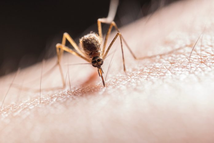 Guida i migliori anti zanzare: diffusori smart, repellenti a ultrasuoni, elettrici e trappole ad aspirazione