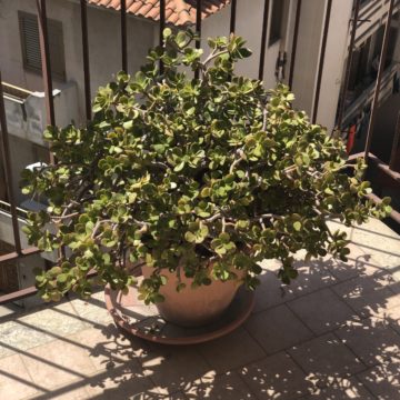 BG – Cancella foto su sfondo, l’app per iOS che scontorna le foto con l’intelligenza artificiale