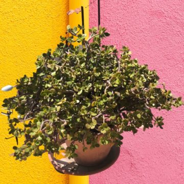 BG – Cancella foto su sfondo, l’app per iOS che scontorna le foto con l’intelligenza artificiale