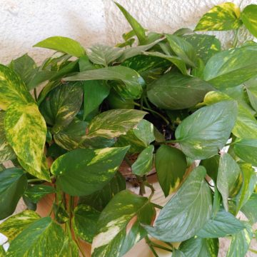 Recensione LG G8s ThinQ: tutto al posto giusto senza brillare