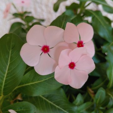 Recensione LG G8s ThinQ: tutto al posto giusto senza brillare