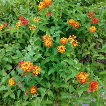 Recensione LG G8s ThinQ: tutto al posto giusto senza brillare