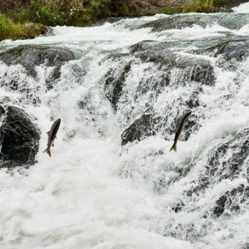L’oro di Apple è più sostenibile: arriva da cercatori che rispettano l’ambiente
