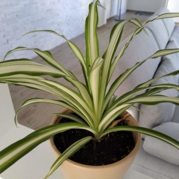 Recensione Xiaomi Mi 9T, è ancora il migliore medio gamma in commercio?