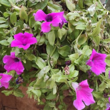 Recensione Xiaomi Mi 9T, è ancora il migliore medio gamma in commercio?