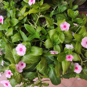 Recensione Xiaomi Mi 9T, è ancora il migliore medio gamma in commercio?