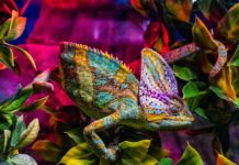 Come utilizzare Photoshop in modo strategico Come utilizzare Photoshop in modo strategico