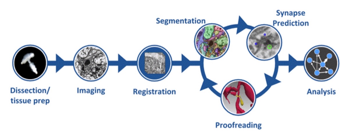 La più grande mappa ad alta risoluzione della connettività cerebrale esiste anche grazie a Google