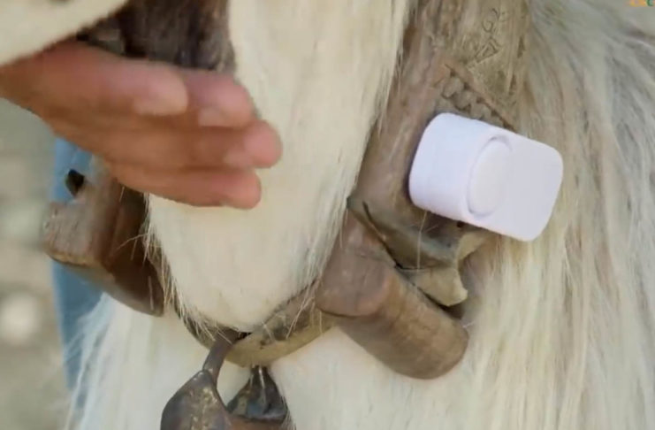 Da un pastore calabrese il collare anti-lupo per tenere lontani i predatori con gli ultrasuoni