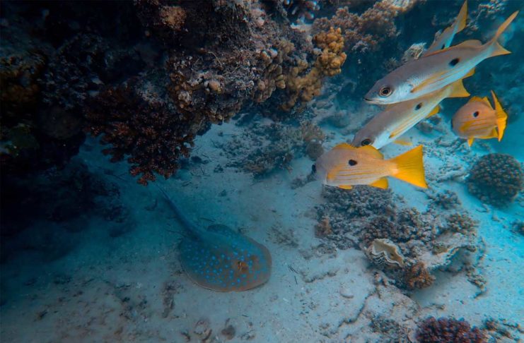 “Tidal” è il nome di un progetto che sfrutta l’IA di Google per per studiare gli oceani