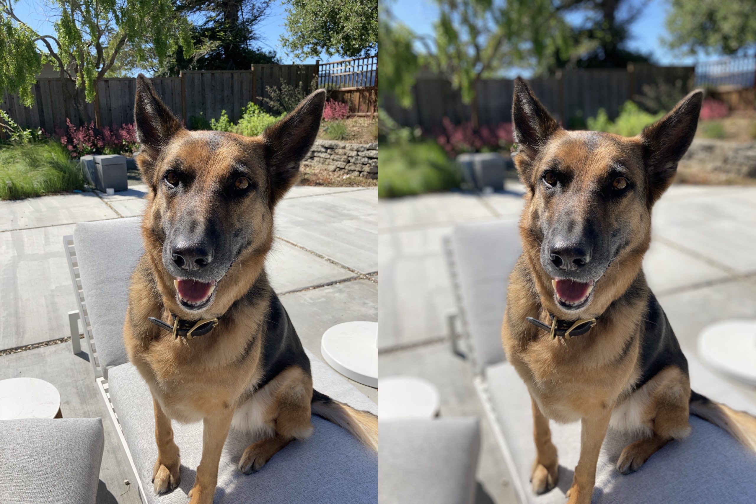 iPhone SE 2020, la Modalità Ritratto è basata interamente sull’Intelligenza Artificiale iPhone SE 2020, la Modalità Ritratto è basata interamente sull’Intelligenza Artificiale