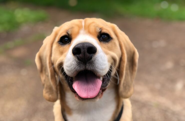 Modalità Ritratto su iPhone SE anche per gli animali, ecco le app che lo consentono