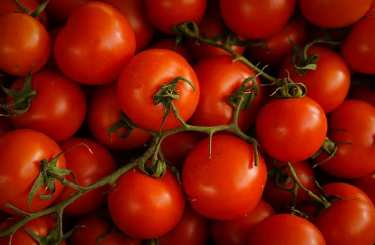L’intelligenza artificiale per migliorare la resa delle colture dei pomodori
