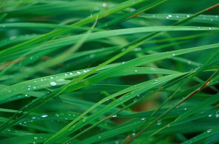 Le foto di alcuni sfondi Scrivania di macOS sono di Steve Jobs