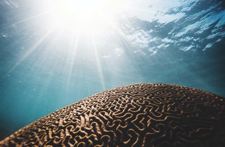 Il Mit ha creato un chip neumorfico con migliaia di sinapsi artificiali