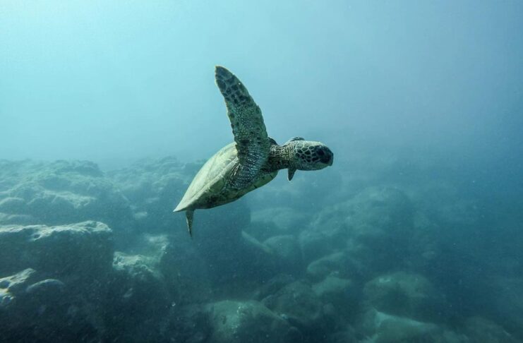 Le microplastiche negli oceani si individuano con l’Intelligenza Artificiale