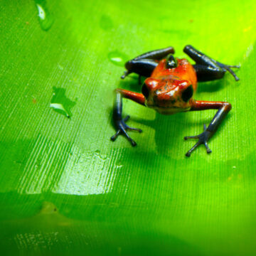 “Tiny World”, ecco il primo strabiliante trailer del documentario di Apple TV+