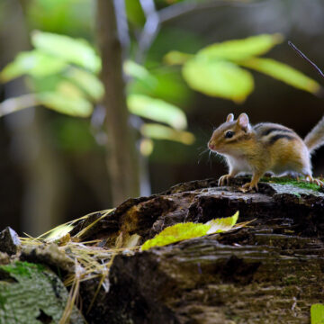“Tiny World”, ecco il primo strabiliante trailer del documentario di Apple TV+