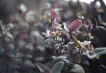 iPad Air 2020 per il fotoritocco? Iniziamo col focus stacking. iPad Air 2020 per il fotoritocco? Iniziamo col focus stacking.