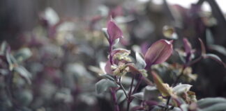 iPad Air 2020 per il fotoritocco? Iniziamo col focus stacking.