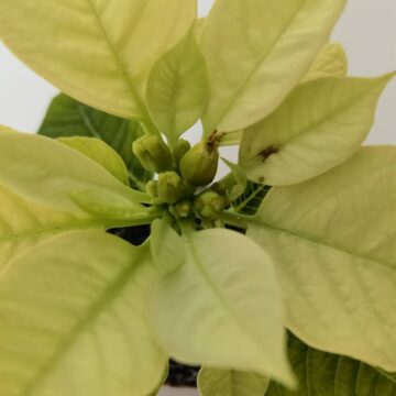 Recensione Huawei Mate 40 Pro