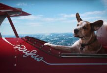 A Natale anche il cane ha diritto di sognare nella pubblicità Microsoft A Natale anche il cane ha diritto di sognare nella pubblicità Microsoft