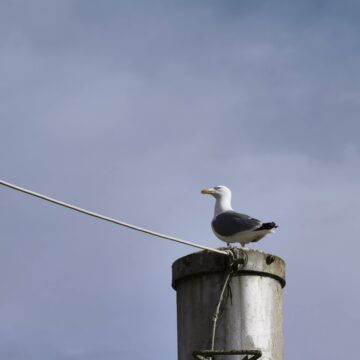 Recensione Huawei Mate 40 Pro