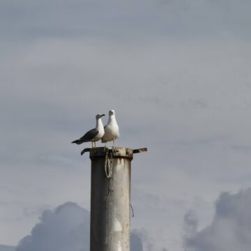 Recensione Huawei Mate 40 Pro