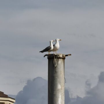 Recensione Huawei Mate 40 Pro