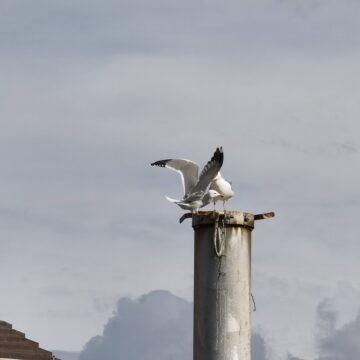 Recensione Huawei Mate 40 Pro