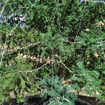 Recensione Huawei Mate 40 Pro