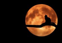 Netflix testa su Android una funzionalità per nottambuli