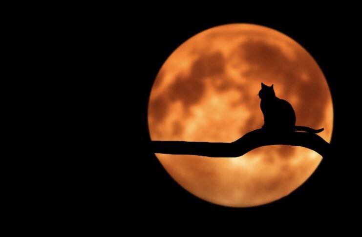 Netflix testa su Android una funzionalità per nottambuli