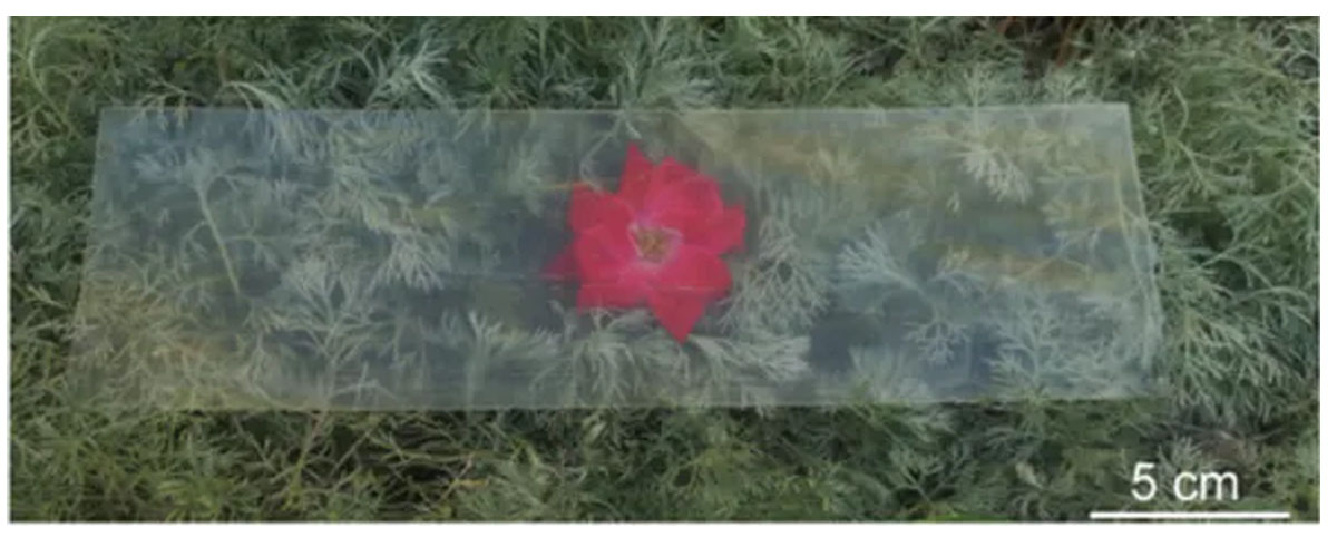 Scienziati hanno creato il legno trasparente, più forte e leggero del vetro