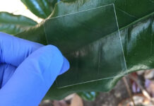 Scienziati hanno creato il legno trasparente, più forte e leggero del vetro