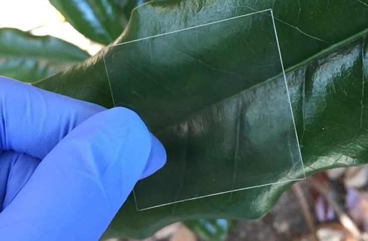 Scienziati hanno creato il legno trasparente, più forte e leggero del vetro