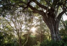 Apple investe sulle foreste: lancia il Restore Fund per 200milioni di dollari (foto Apple)