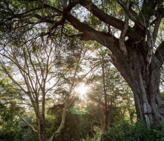 Apple investe sulle foreste: lancia il Restore Fund per 200milioni di dollari (foto Apple)
