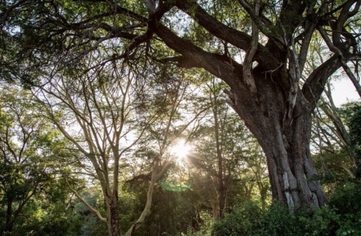 Apple investe sulle foreste: lancia il Restore Fund per 200milioni di dollari (foto Apple)